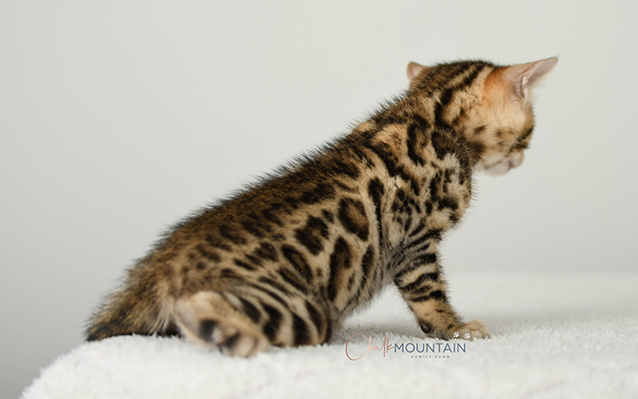 Bengal kitten for sale